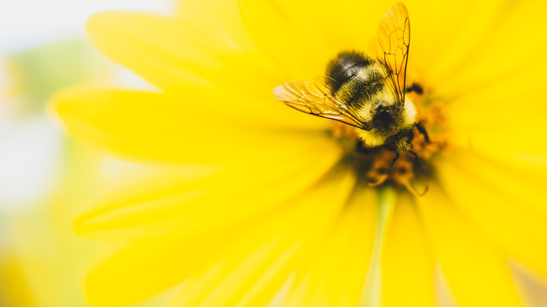 bee pollinating daisy yellow petals