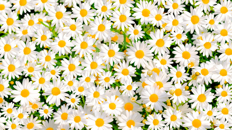 cluster of daisies white petals