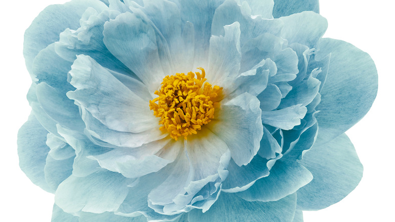 blue peonies with yellow center