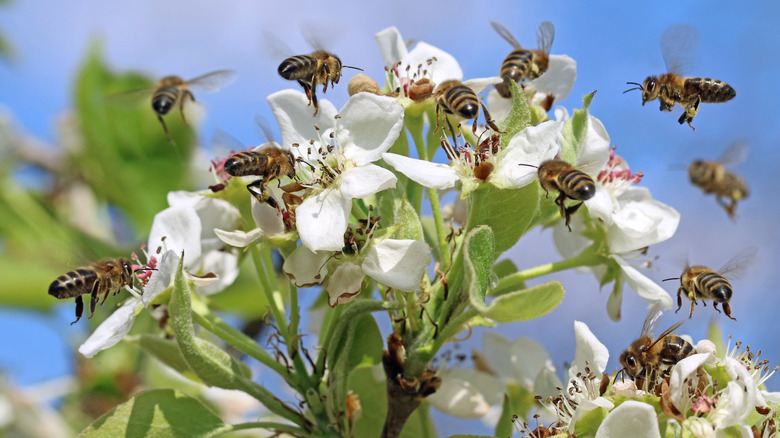 bees pollinating white flowers