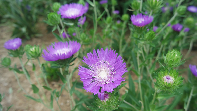 Purple stokesia flowers blooming in garden