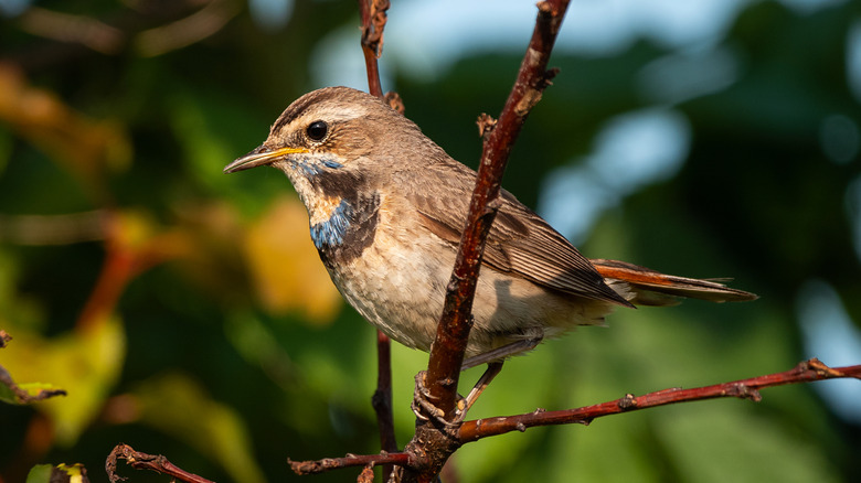 A small bird sitting on a branch