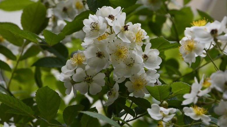 White multiflora roses flowering