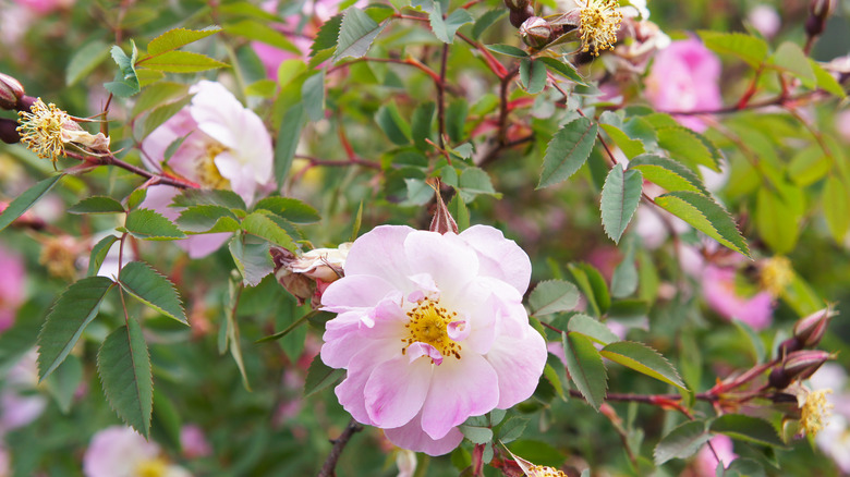 swamp roses