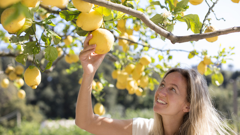 Harvesting ripe lemon from outdoor tree