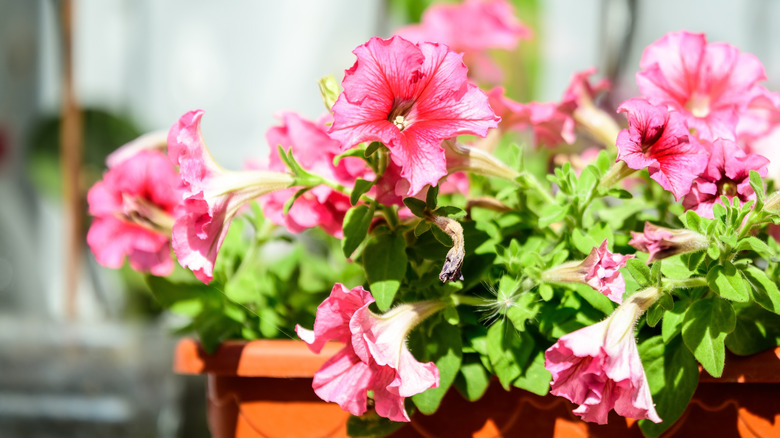 Pink potted petunia flowers