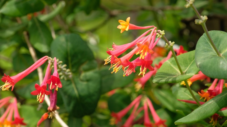 A close up image of coral honeysuckle flowers blooming