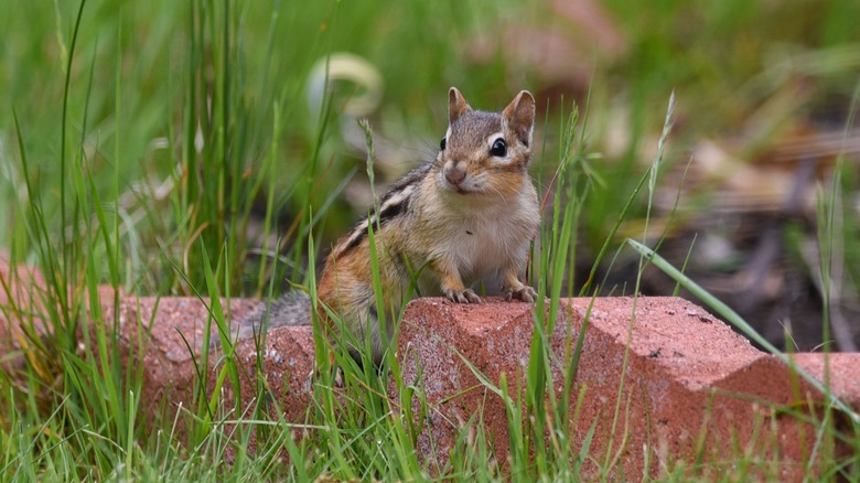 chipmunk in the garden