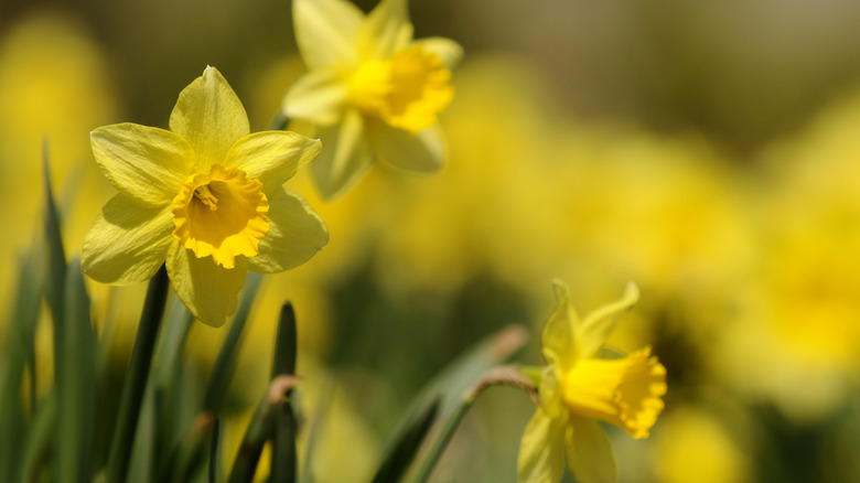 Daffodils Double As An Easy, Humane Chipmunk Repellent