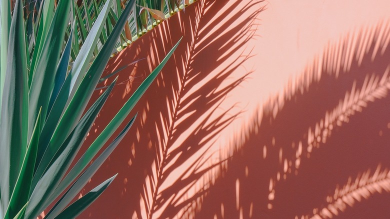 Emerald green palm against blush