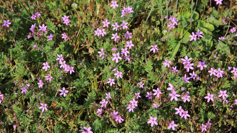 Groundcovering of cutleaf geranium