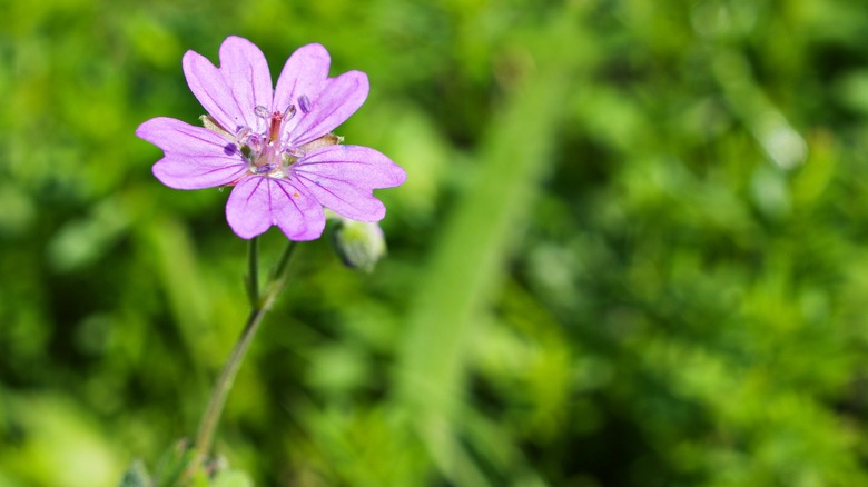 Purple cutleaf geranium growing