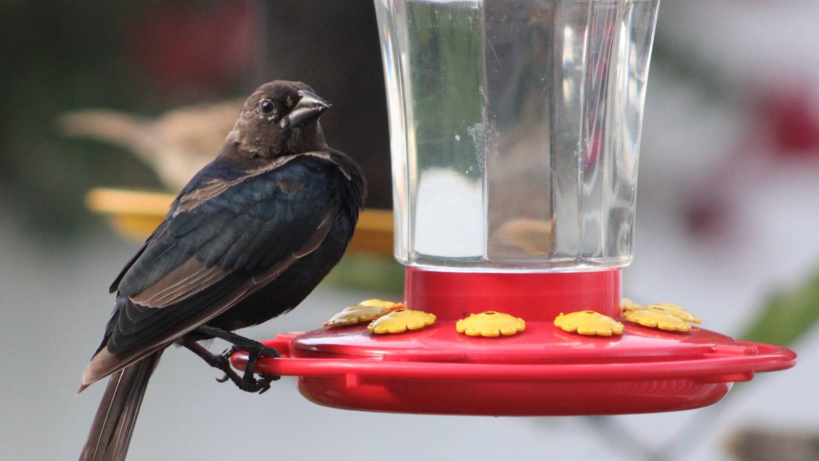 the-brown-headed-cowbird-isn-t-a-bird-species-you-ll-be-thrilled-to-see