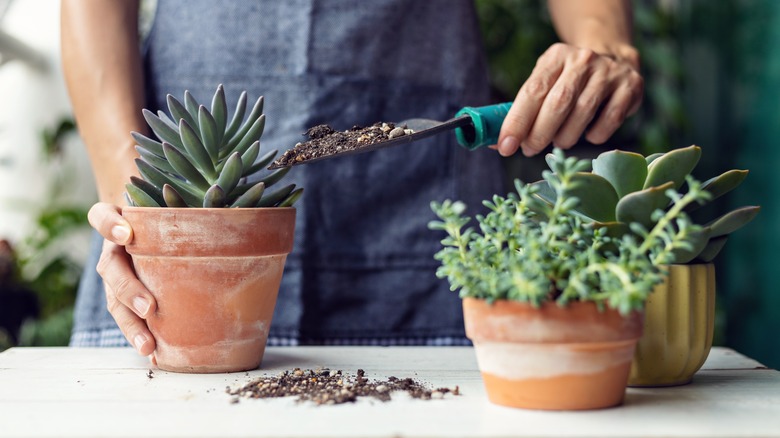 Person potting plants