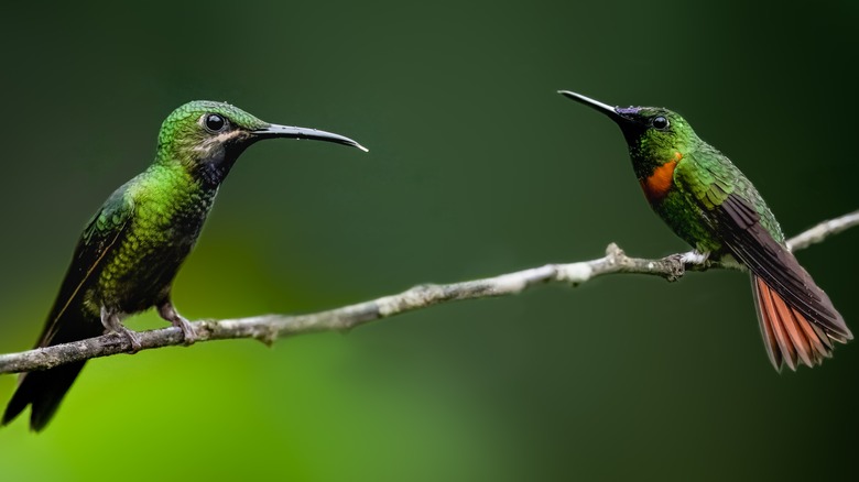 two green hummingbirds on branch