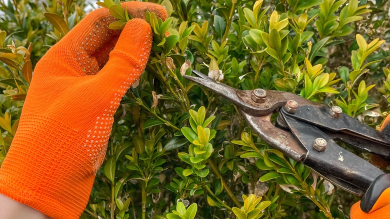 person using old shears