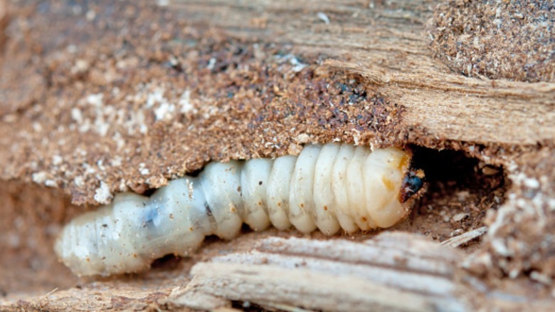 A woodworm burrowing