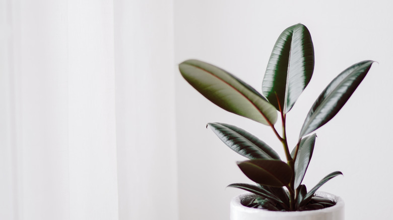 burgundy rubber tree plant