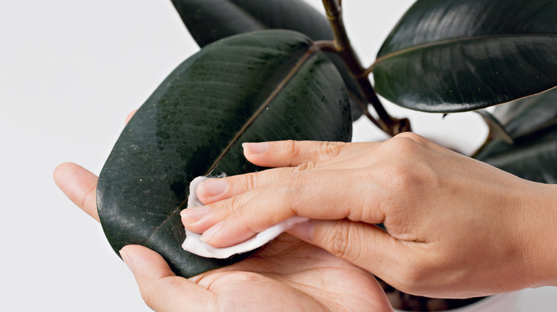 woman cleaning rubber tree