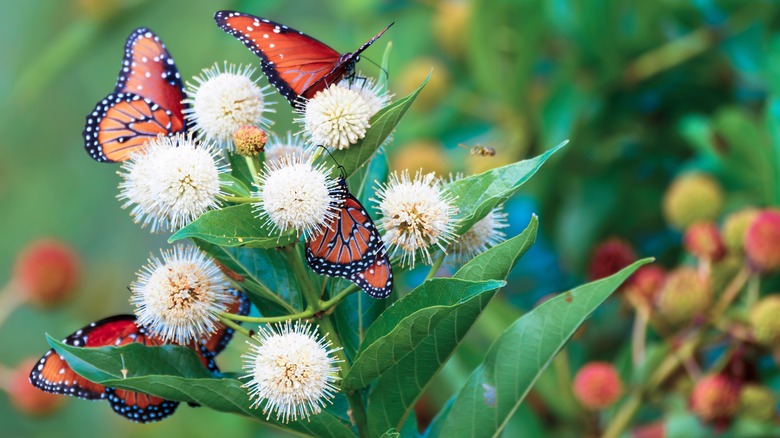 monarch butterflies on buttonbush