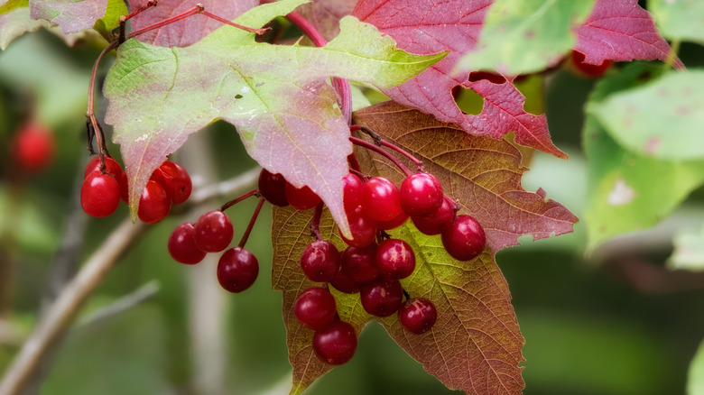 Close up of Viburnum trilobum showing the bright red berries and the changing colors of the fall leaves