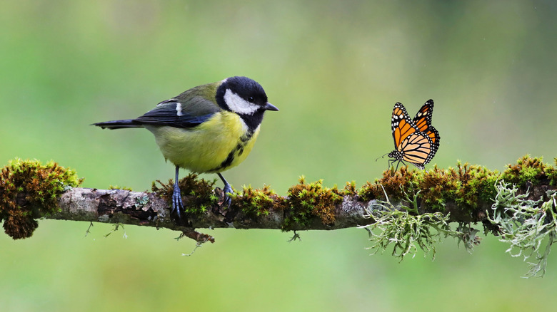 A bird and a butterfly on a tree branch