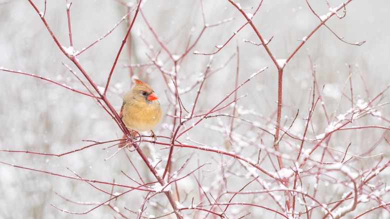 female cardinal in dogwood tree