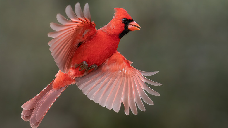 flying male cardinal 