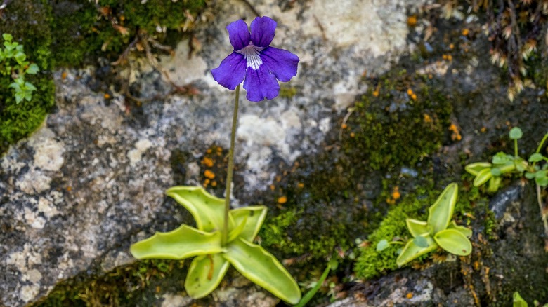 Pinguicula plant growing outdoors