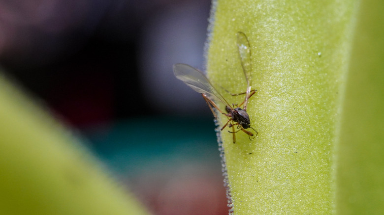 Insect trapped by pinguicula leaf