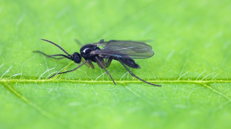 Fungus gnat on a leaf