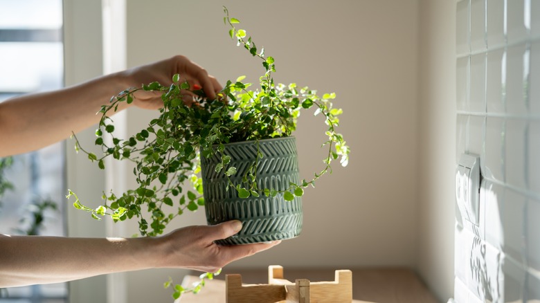 woman holding potted plant