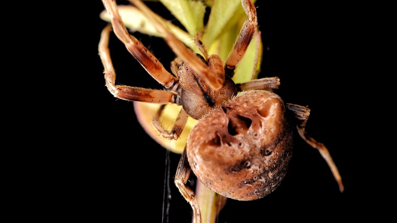 cat faced spider on leaf