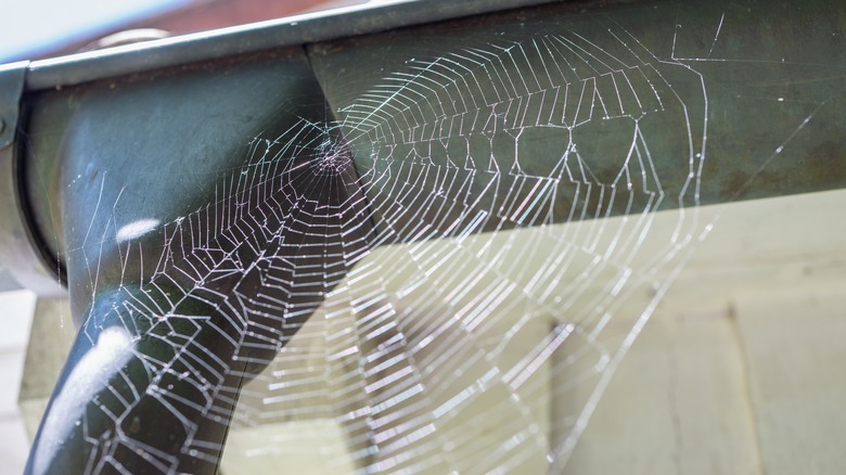 spiderweb outside on gutter