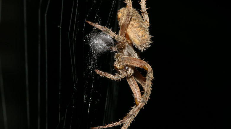 spider weaving web