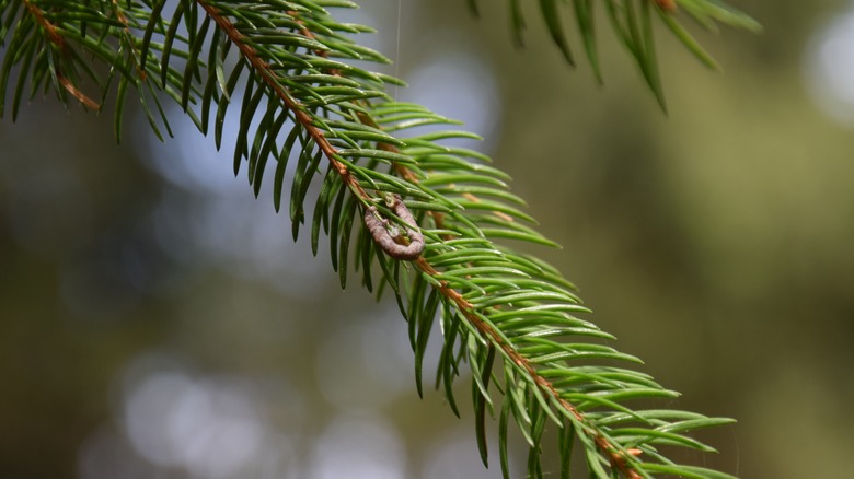 Choristoneura fumiferana on needles