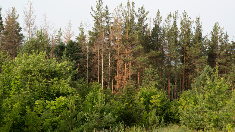 Damaged trees in forested area