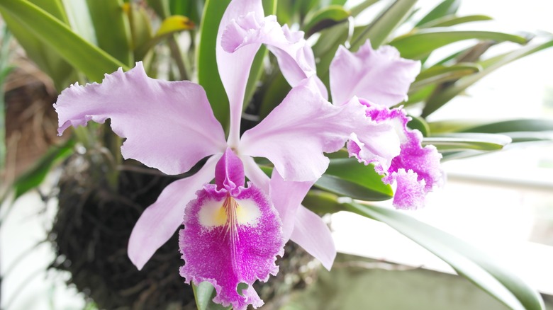 closeup of pink cattleya orchid