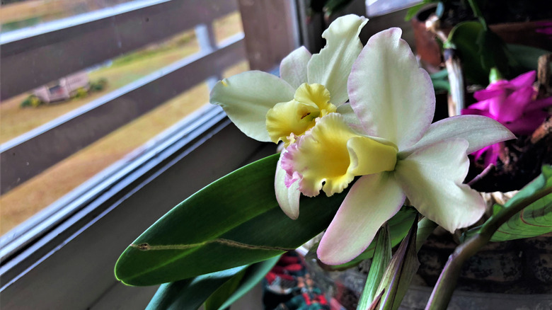 orchid in windowsill