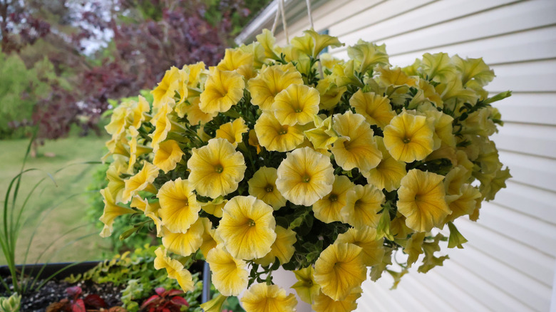 Gorgeous yellow petunias in a hanging basket