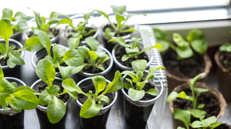 Petunia seedlings in small pots on a bright windowsill