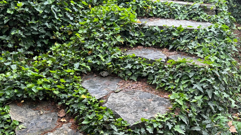 invasive English ivy covers outdoor steps