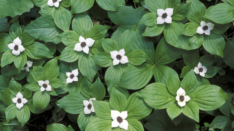 Attractive bunchberry foliage and flowers sit in a garden