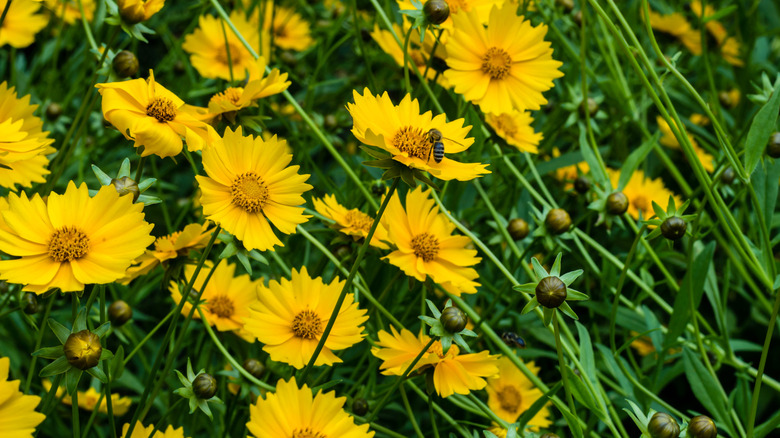 Closeup of star tickseed blooms with a bee on one of the flowers