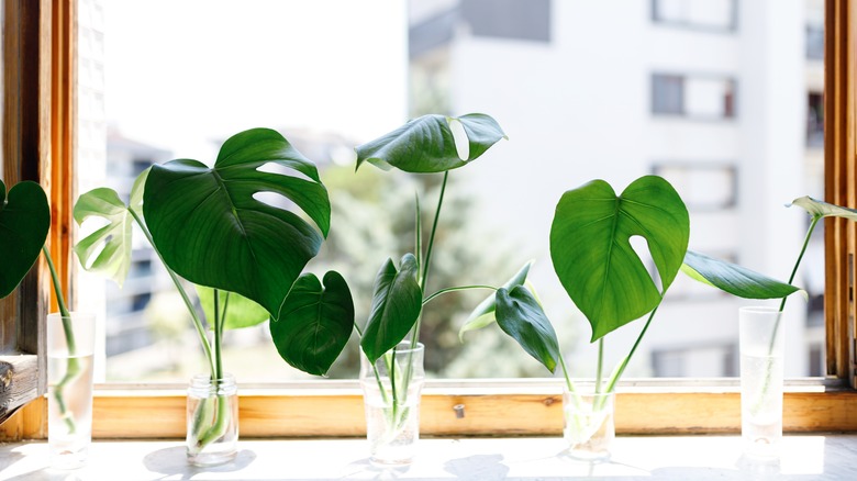 monstera cuttings in small vases