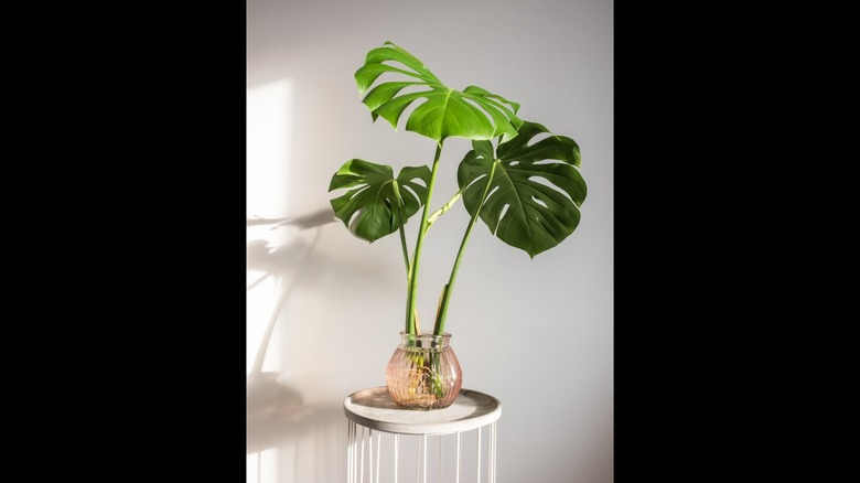 monstera deliciosa in glass bowl