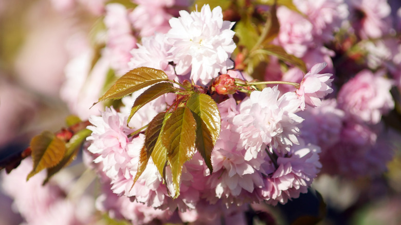 Man sprays cherry tree with pesticide