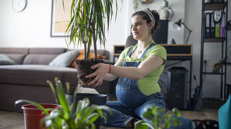 Woman replanting tree in living room