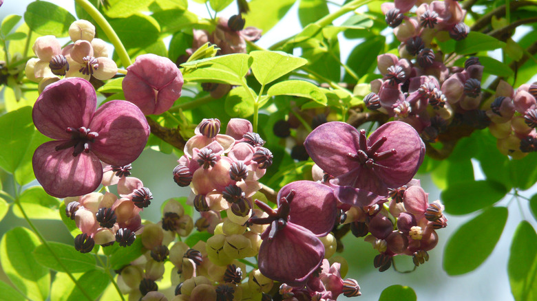 Flowers on chocolate vine plant