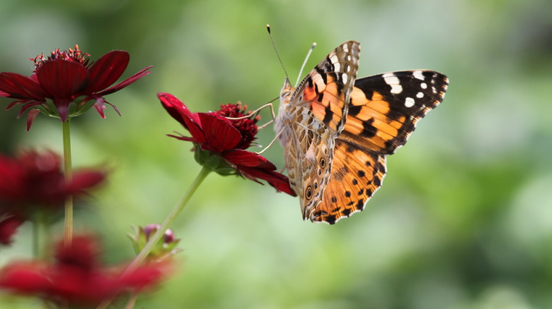 Butterfly on chocolate cosmos flower